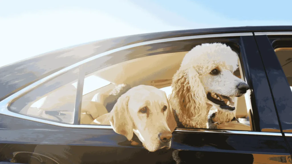 Pet-Friendly Transfers of Heathrow Airport to Surbiton Minicabs